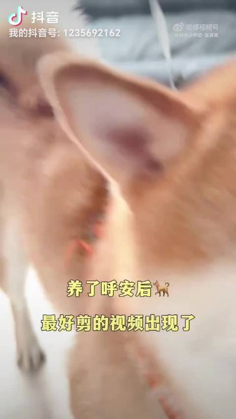 呼安！呼安上才艺，张真源 你最重要
