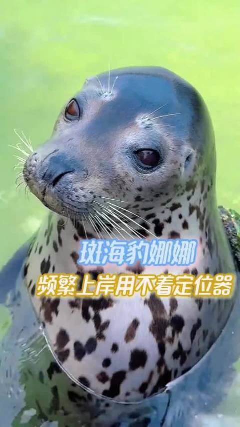 定位器在谁手上谁就是海豹娜娜…..
