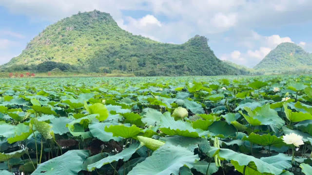 普者黑天鹅湖