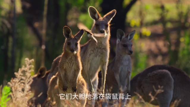 小鸟落在袋鼠身上啄食寄生虫，互利共生清除害虫