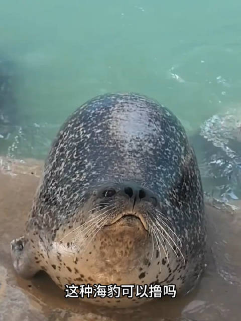 一分钟带你了解10种海豹 专业科普