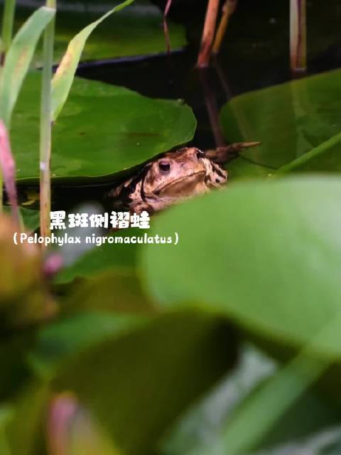 蟋蟀、蝉、蝈蝈……听鄞州公园的“小夜曲”
