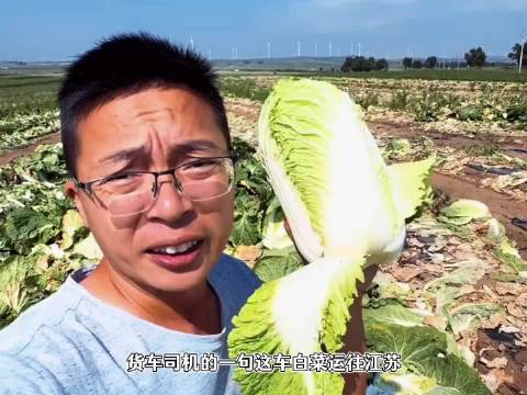 康保白菜装车前蘸甲醛保鲜，博主暗访曝光