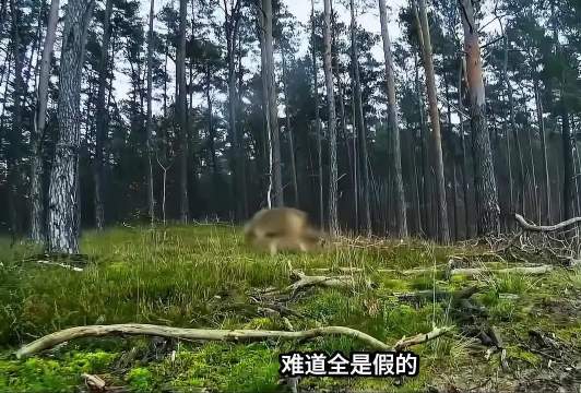 切尔诺贝利无变异怪兽，科考结论高度统一
