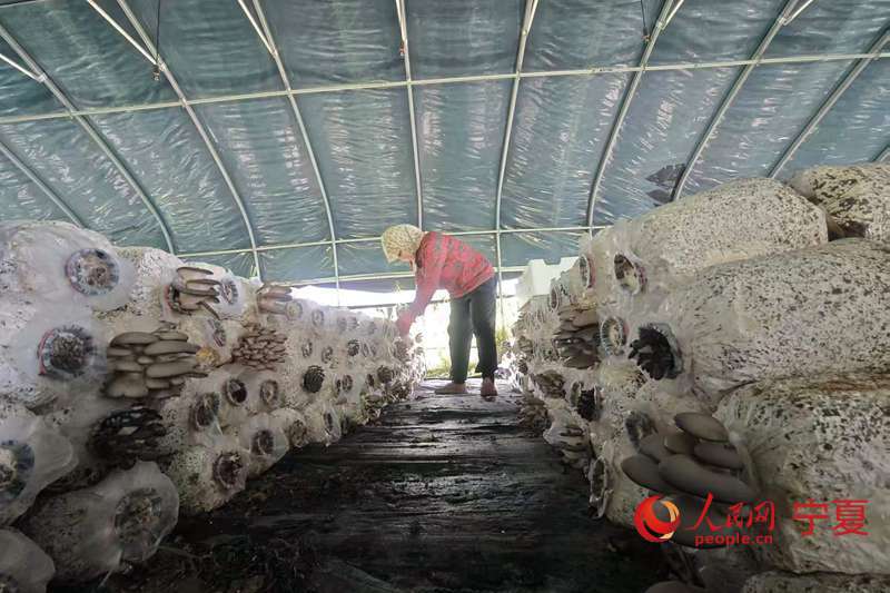 小菌棒撑起大产业山海情铺就富民路