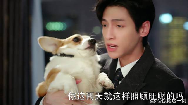 旺财是江君儿时最爱，袁帅回家一看这惨样，当场发飙