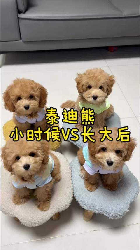 泰迪熊已华丽蜕变！今日喜迎十个月里程碑