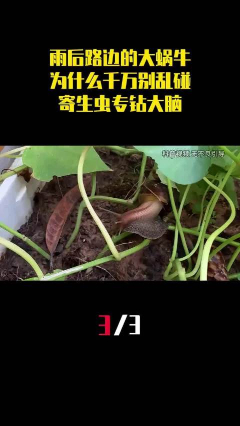 雨后路边见到非洲大蜗牛请勿触摸，易携带寄生虫