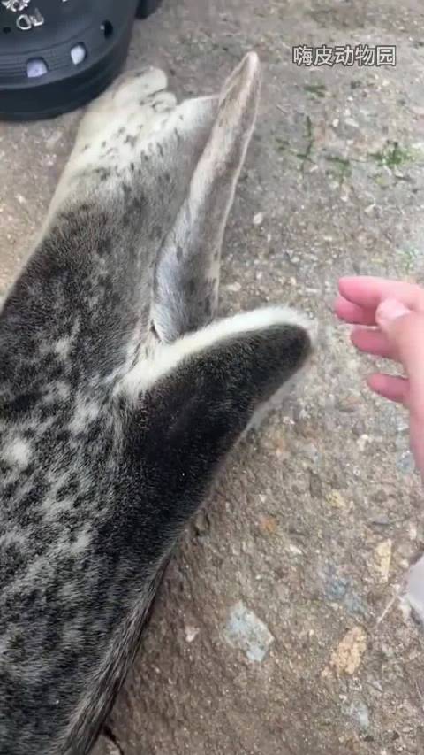 为什么说不能摸海豹尾巴 动物科普大牛说科普