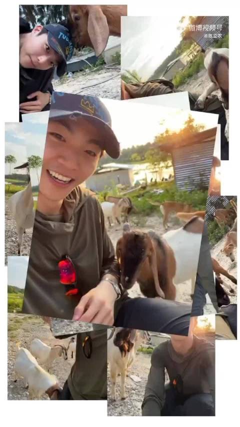性格温顺的羊和兔之间会发生什么有趣的故事呢 请看农农的操作！