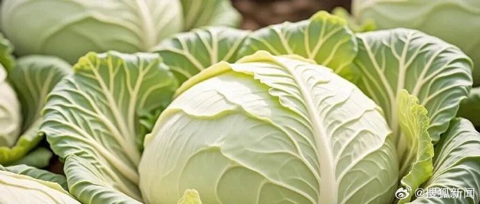 白菜冷链成本涨10%，谁在买单？