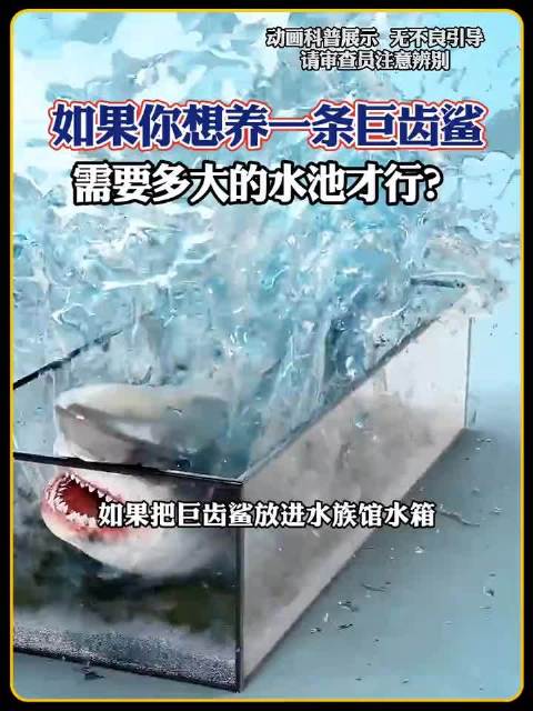 把巨齿鲨放入水池