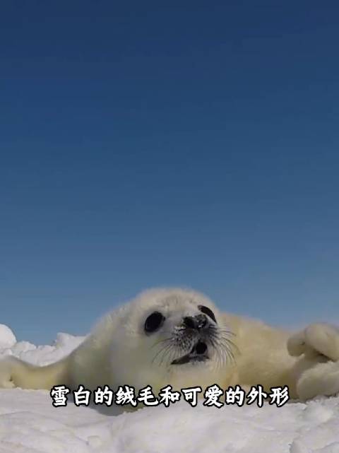 这种海豹会袭击人吗？