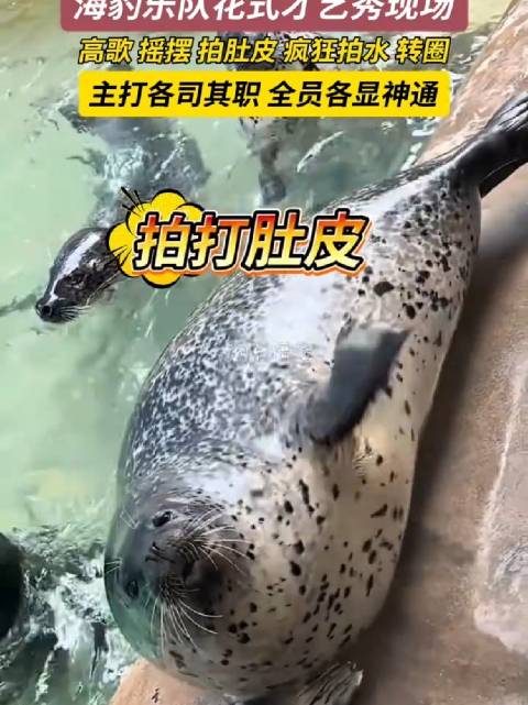 烟台海豹乐队花式表演，各司其职萌态十足
