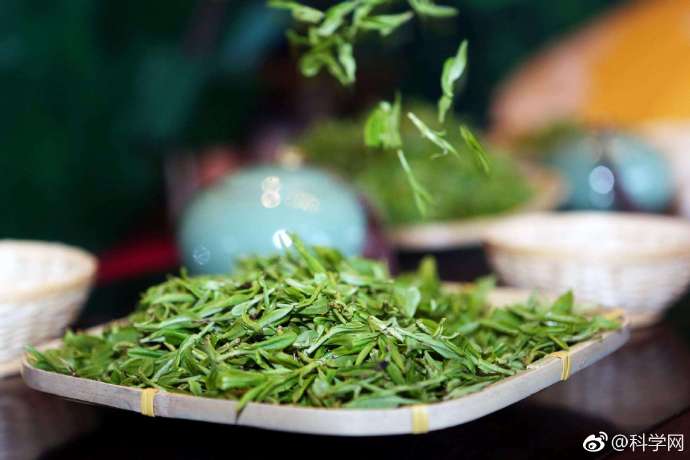 绿茶第一泡农残问题怎么解决? 绿茶第一泡农残问题怎么解决?