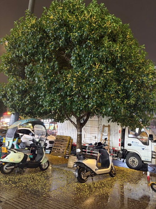 成都哪些地方最适合赏桂花? 成都哪些地方最适合赏桂花?