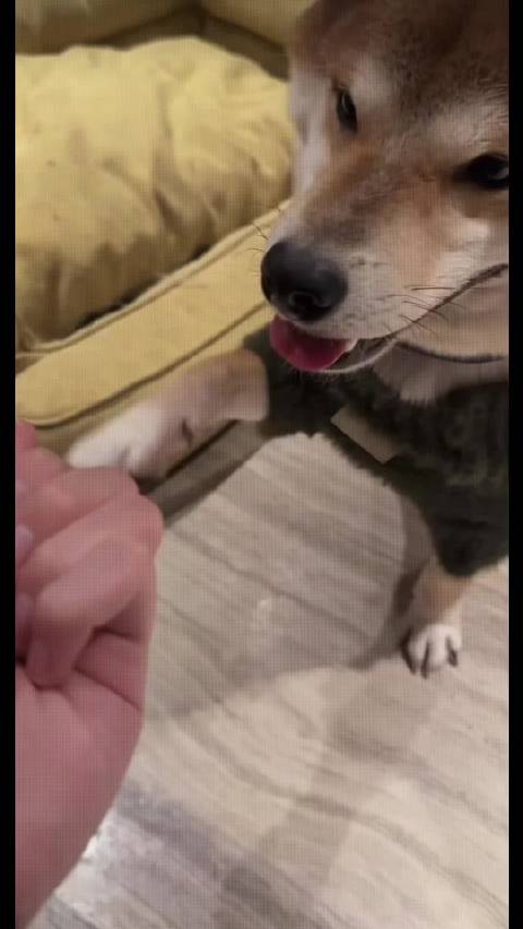 张真源粉丝发布风有约花不误应援文案