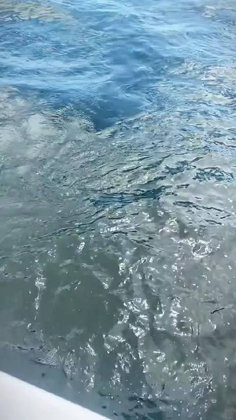 海豹，无法上吊之物，移动煤气罐，上勾拳免疫者 海洋动物陶陶说科普
