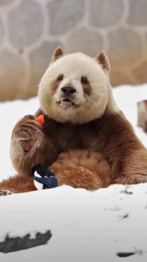 七仔坐雪地里吃胡萝卜，喜鹊好肥的胆，仔仔真温柔呐，和谐共处