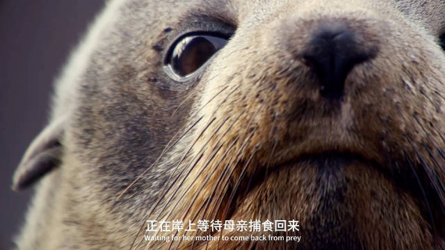 23幼年毛皮海豹在岸边等待母亲，即将独自面对危险海域，画面中出现虎鲸等天敌