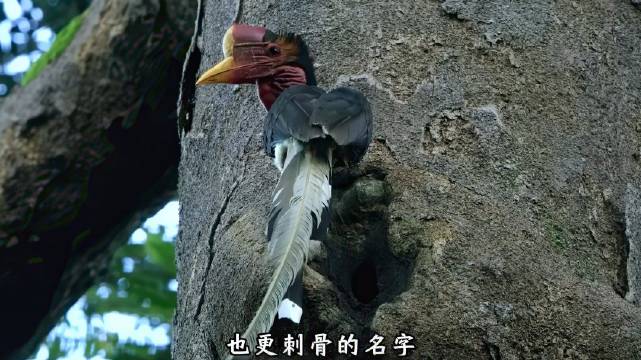 盔犀鸟：宿命给了我一顶最华丽的王冠，因此也下达了绞杀的判决