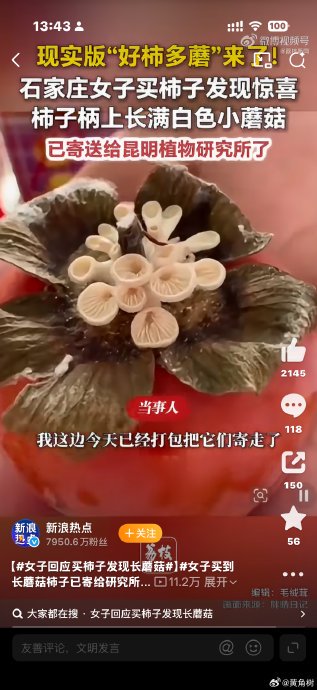 为什么柿子柄上能自然长出蘑菇? 为什么柿子柄上能自然长出蘑菇?