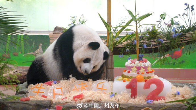 星一和妹妹雅一在广州动物园生活多久了? 星一和妹妹雅一在广州动物园生活多久了?