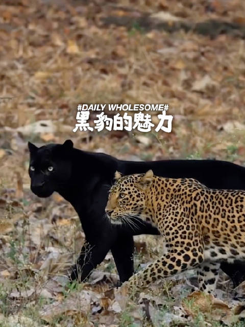黑豹，其实是黑化的豹