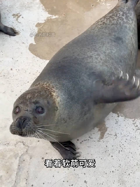 一分钟带你认识11种海豹
