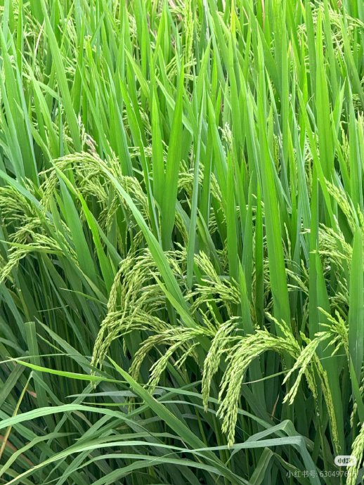 体验式种地和谋生种地有何不同？