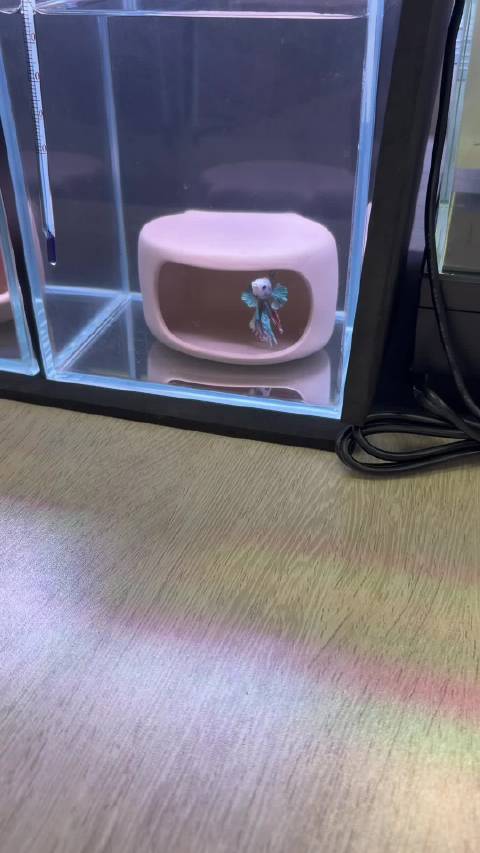罗云熙晒新购兔兔穿戴甲与百元墨条
