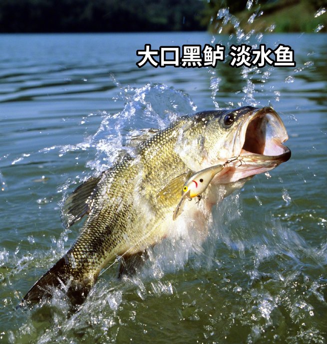 清蒸鱼的营养价值有哪些? 清蒸鱼的营养价值有哪些?
