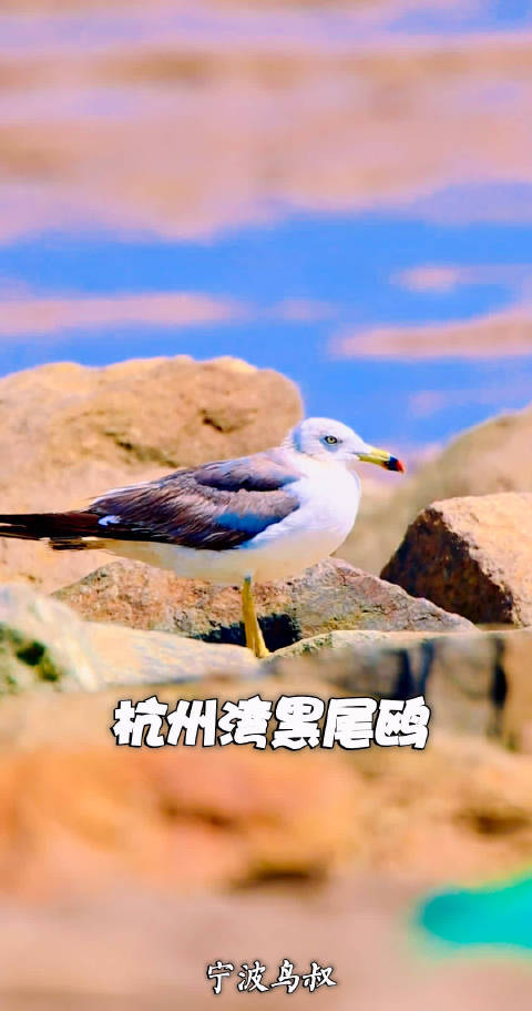 杭州湾黑尾鸥不再见人远遁，人近鸟不惊见证生态向好