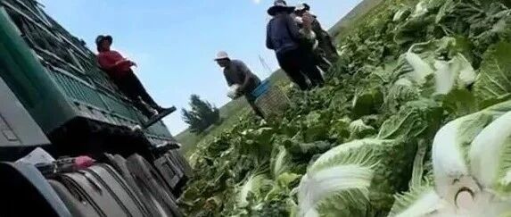 填补监管缝隙，防止“甲醛白菜”式食安事故