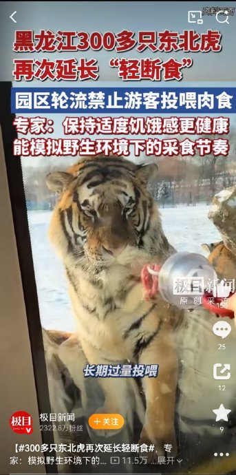 东北虎轻断食的科学依据是什么？
