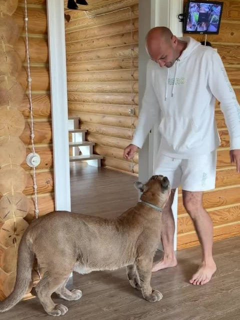 美洲狮梅西：没肉吃？那我先走了