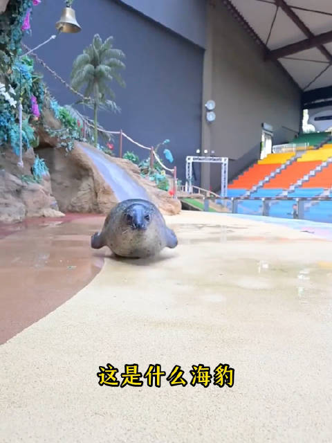 海豹品种盘点