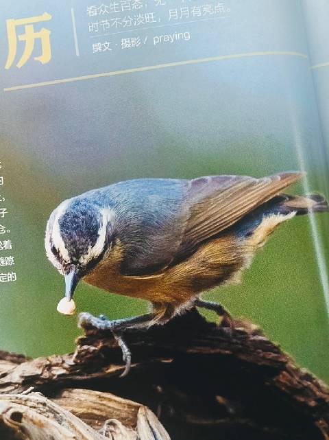 探秘马达加斯加，解锁狐猴变色龙奇境