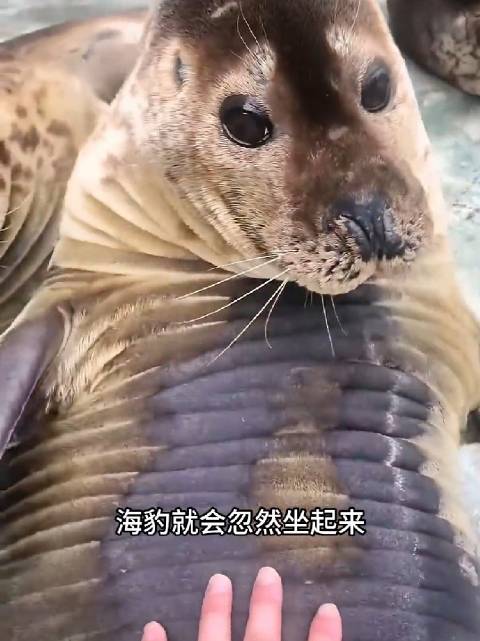 我也想摸摸海豹的肚子