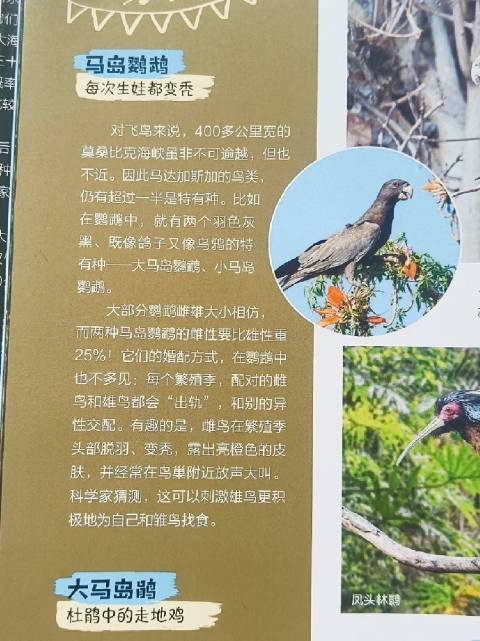 探索马达加斯加，揭秘狐猴变色龙等独特生物