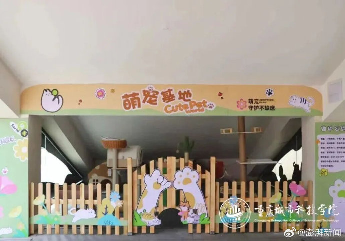 哪些高校已允许学生带宠物上学? 哪些高校已允许学生带宠物上学?