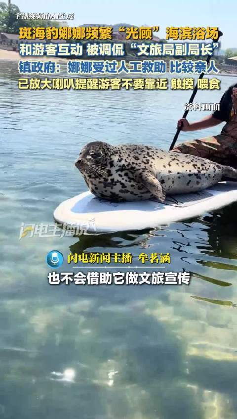 斑海豹娜娜频频现身大连海滨浴场