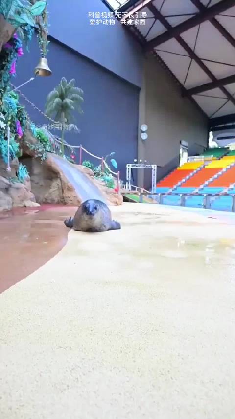 海豹会吃人是真的假的
