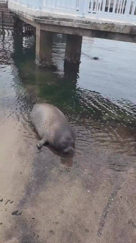 海豹在说什么？“Ap ap ap ap ap” 这只圆滚滚的海豹趴在码头边…