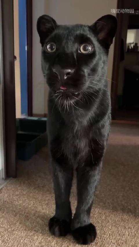 黑豹为什么这么像一只大猫？ 神奇动物在抖音大牛说科普