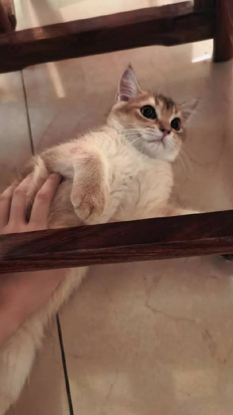 拖拉机咪咪
