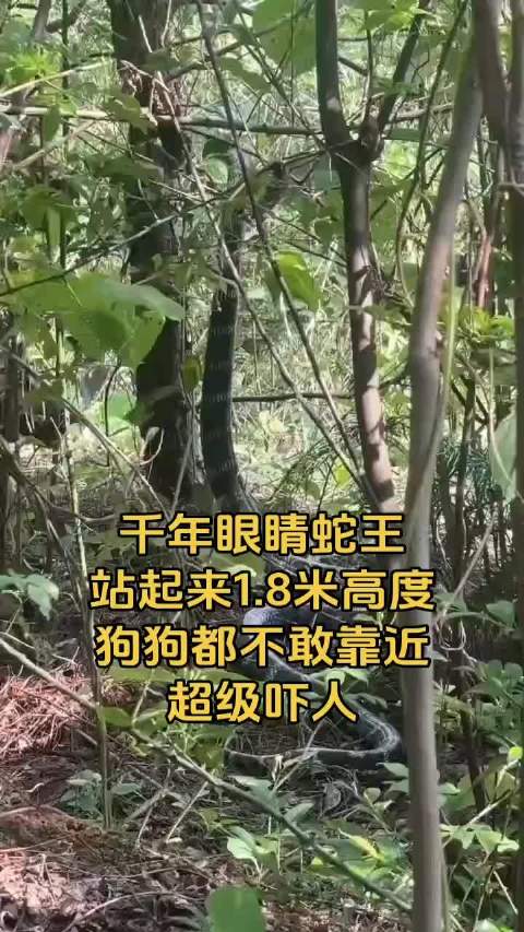 眼镜王蛇立身吼叫警示 毒液量大咬人难救
