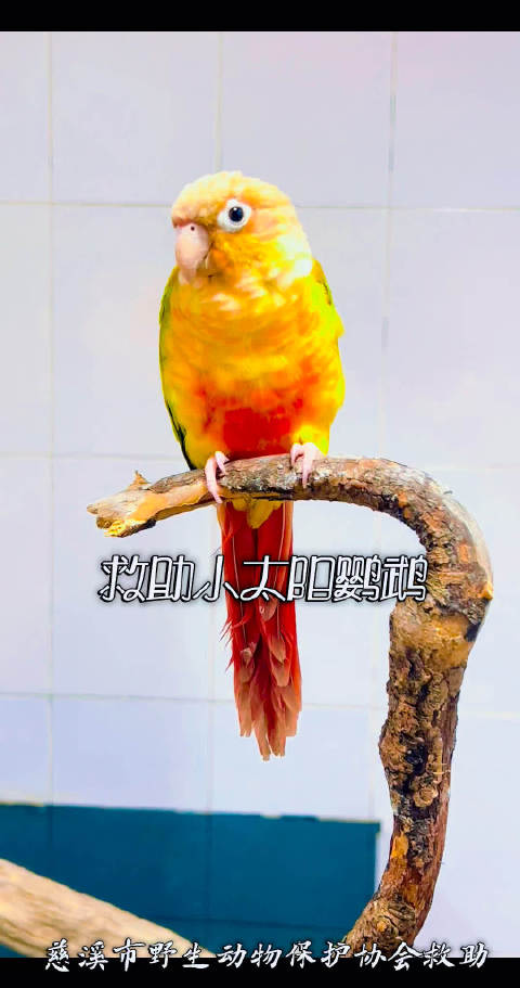 慈溪救助国家二级保护动物小太阳鹦鹉，提醒个人饲养须有标识
