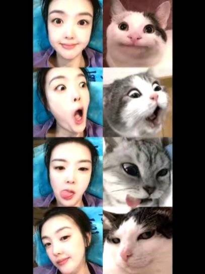 這裡有兩隻很可愛的小貓咪