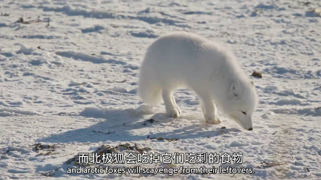 一旦海水结冰，北极熊将再次前往冰上捕猎海豹，而北极狐会吃掉他们吃剩的食物